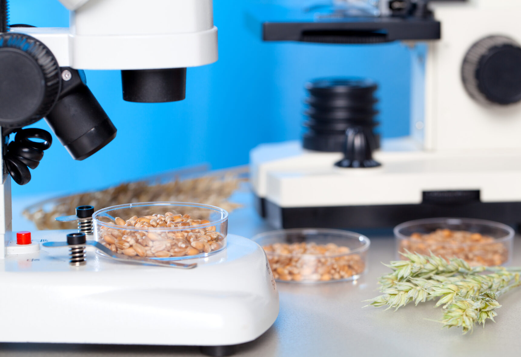 Nuts being examined under a microscope
